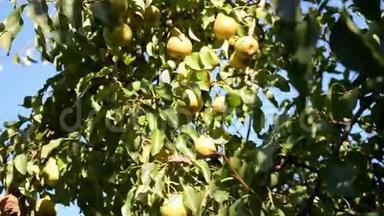成熟的梨子聚集在水果园里。